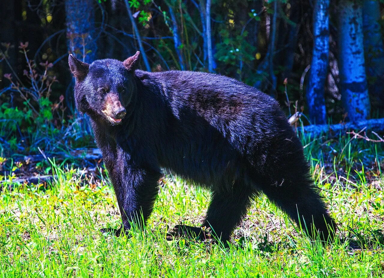 A black bear walking through grass near Summit Lake, just north of Prince George