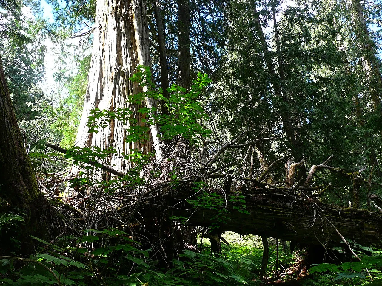 A giant western redcedar trunk rising from the mossy floor of the Ancient Forest