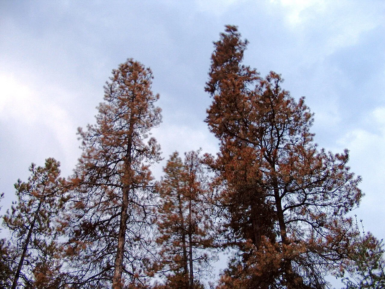 Grey dead lodgepole pines killed by mountain pine beetle standing against the sky