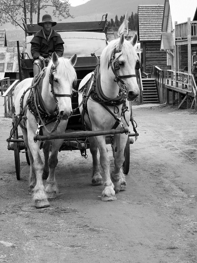 A horse-drawn carriage on the main street of Barkerville historic town, lined with wooden gold rush buildings