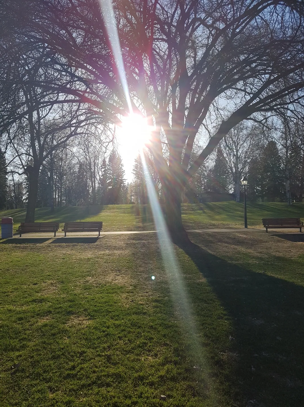 Lawns, trees and pathways in Lheidli T’enneh Memorial Park beside the Fraser River in Prince George