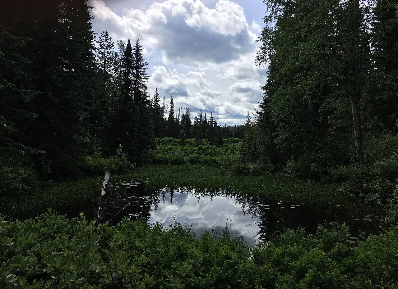 A still marsh lined with pine trees at Eskers Provincial Park northwest of Prince George