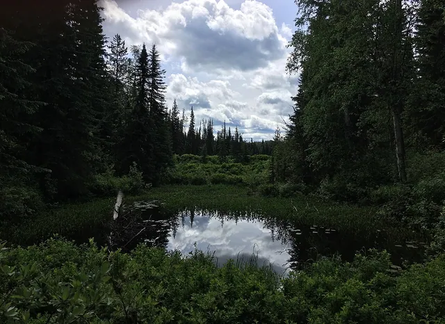 A still marsh lined with pine trees at Eskers Provincial Park northwest of Prince George