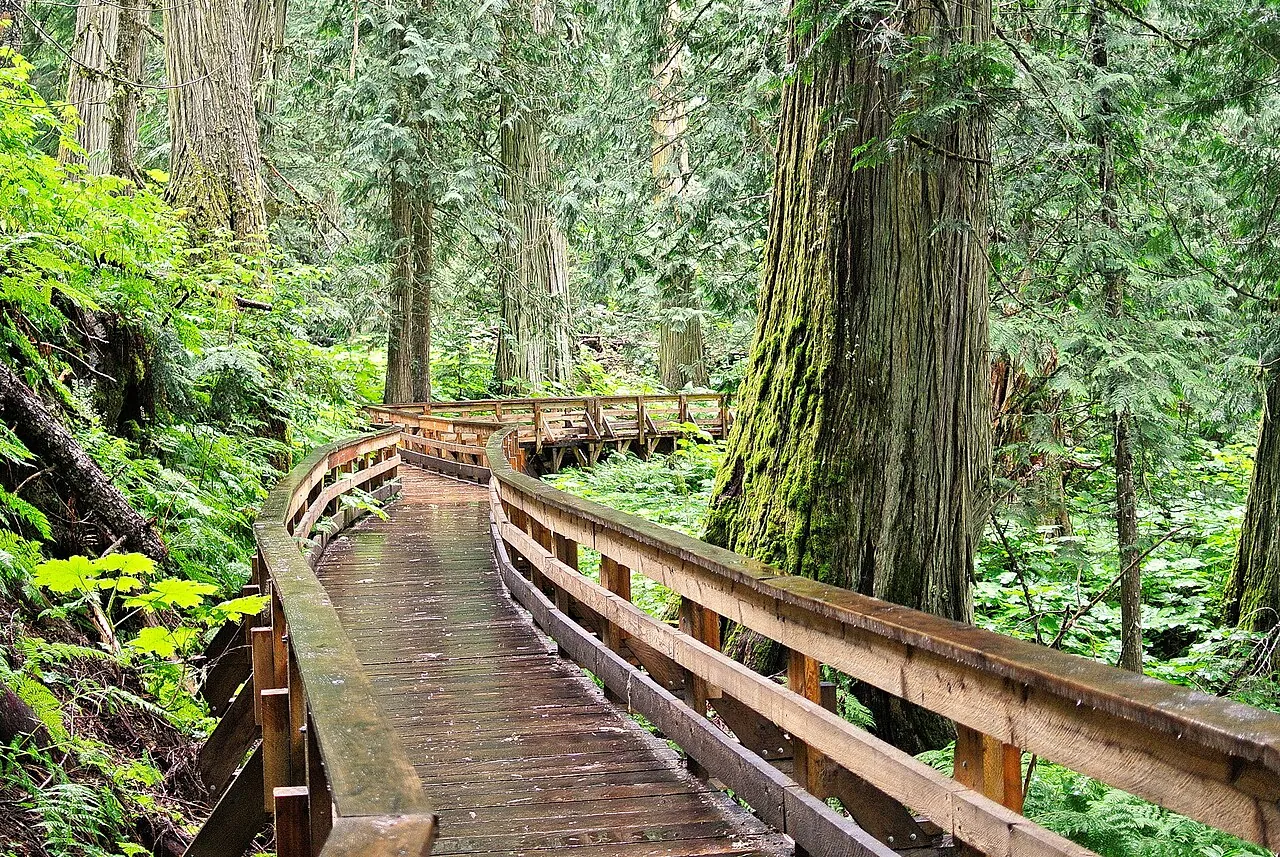 A wooden boardwalk winding between huge moss-covered cedar trunks in the Ancient Forest