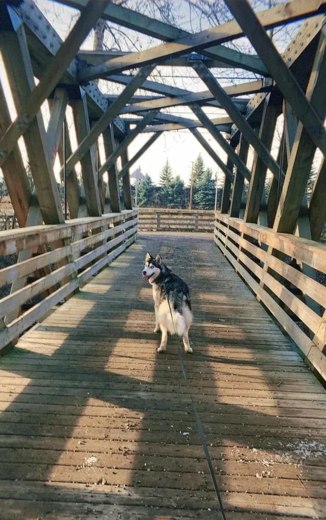 A wooden footbridge through tall cottonwood trees at Cottonwood Island Park in Prince George