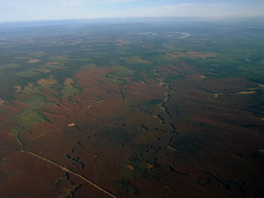 Aerial view of red, beetle-killed pine forest northwest of Prince George, with Summit Lake in the distance